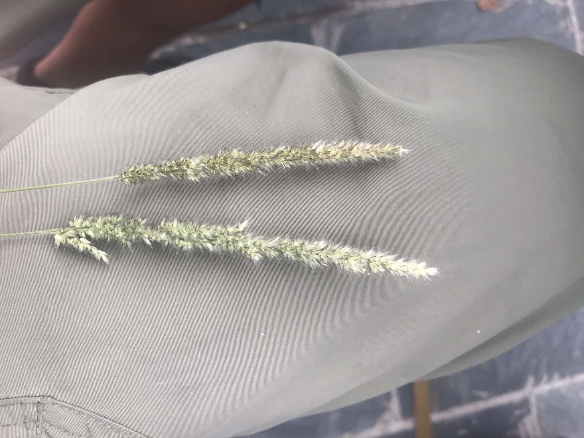 Image of soft feather pappusgrass