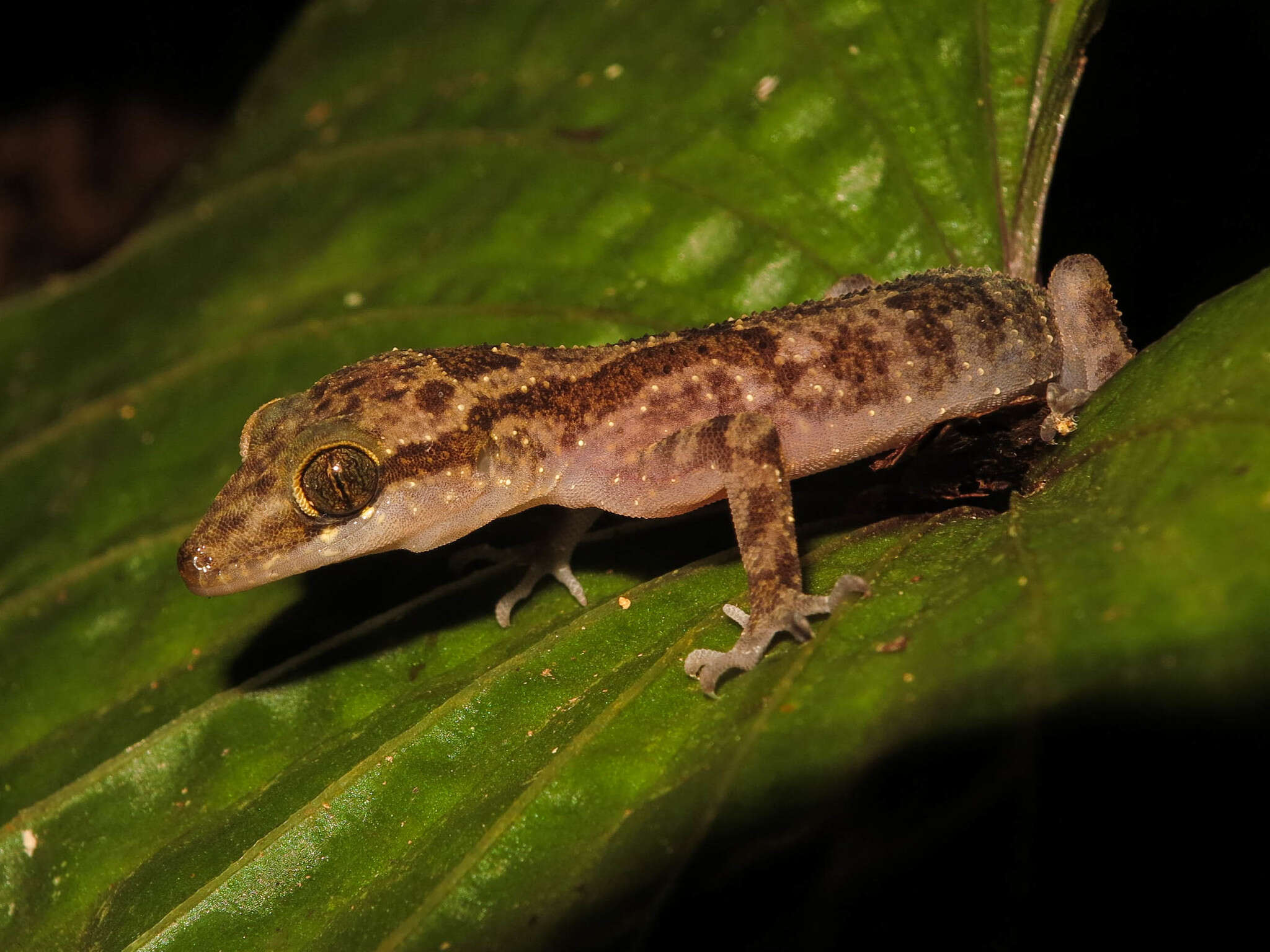 Plancia ëd Cyrtodactylus jellesmae (Boulenger 1897)