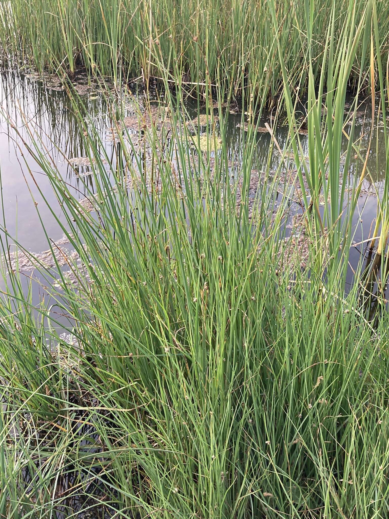 صورة Schoenoplectus pungens var. longispicatus (Britton) S. G. Sm.