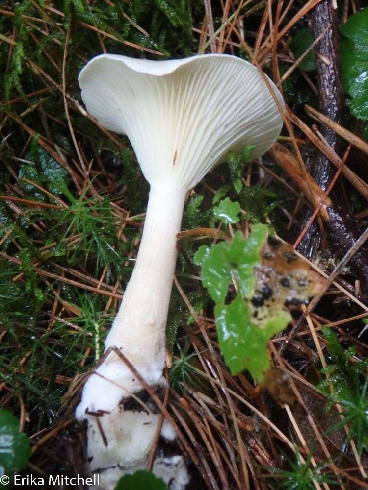 Image of Ampulloclitocybe