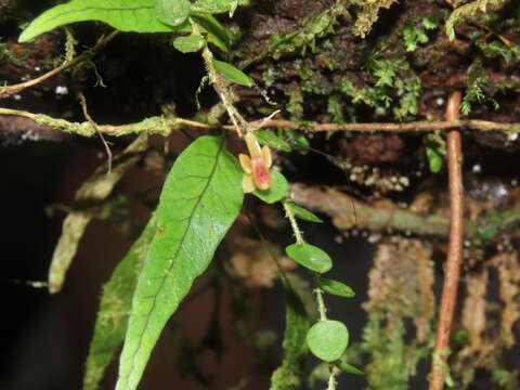 Image de Andinia hippocrepica