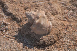 Image of carinate rock shell