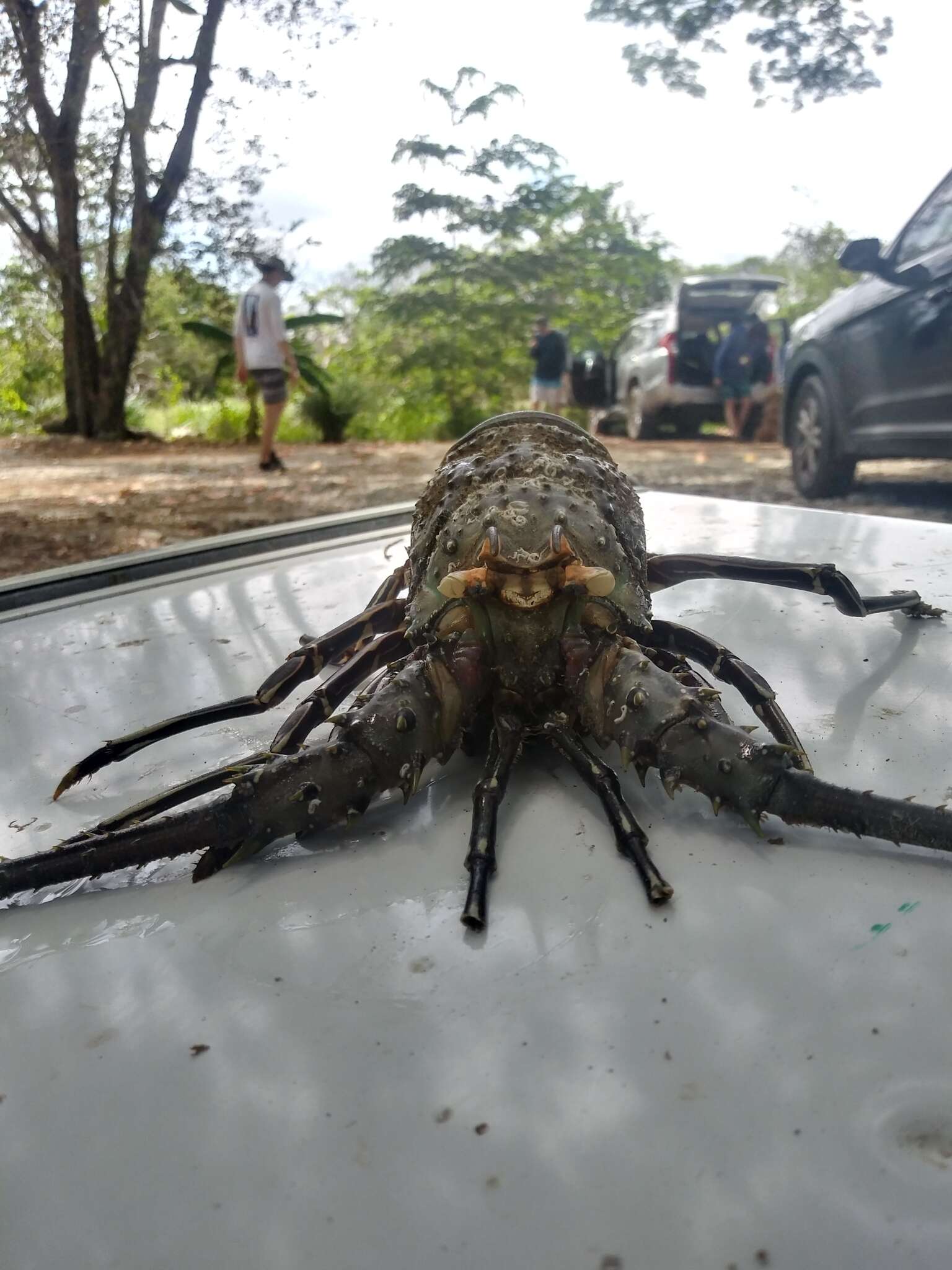 Image of Green Spiny Lobster