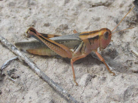 Melanoplus packardii Scudder & S. H. 1878的圖片