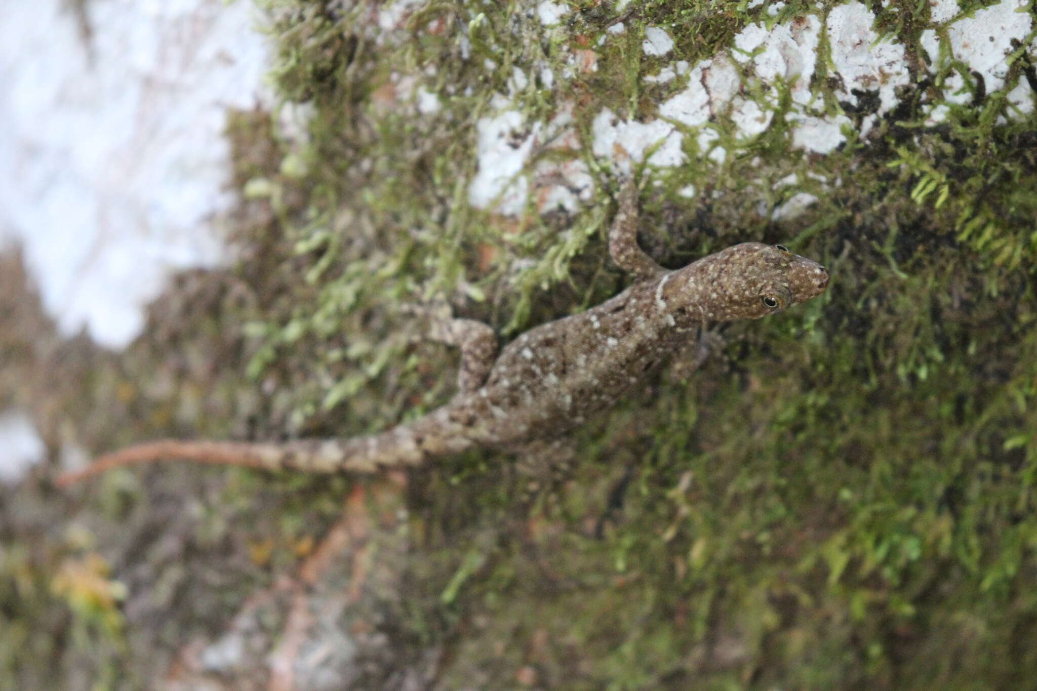 Image of Litter Gecko
