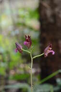 Image of Eulophia nuda Lindl.