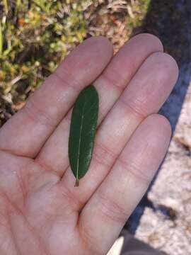 Image of Dwarf Live Oak