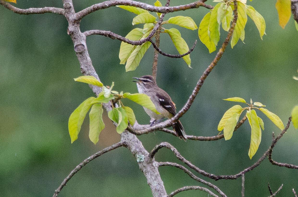 Image of Brown-backed Scrub Robin