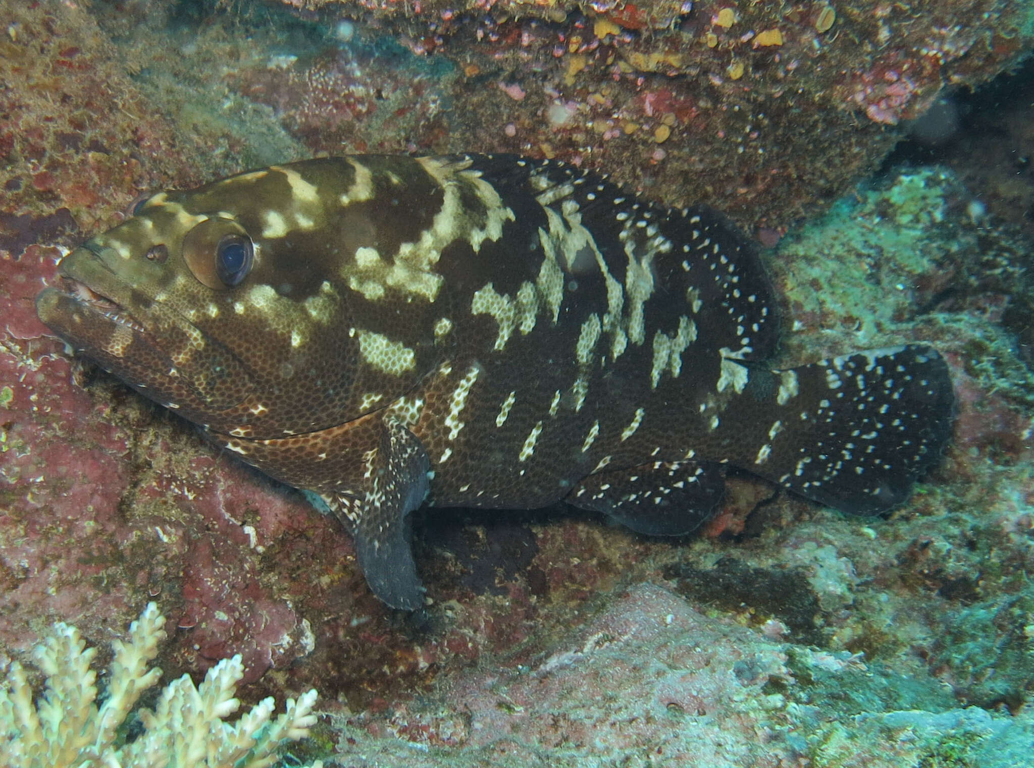 Image of Camouflage Grouper