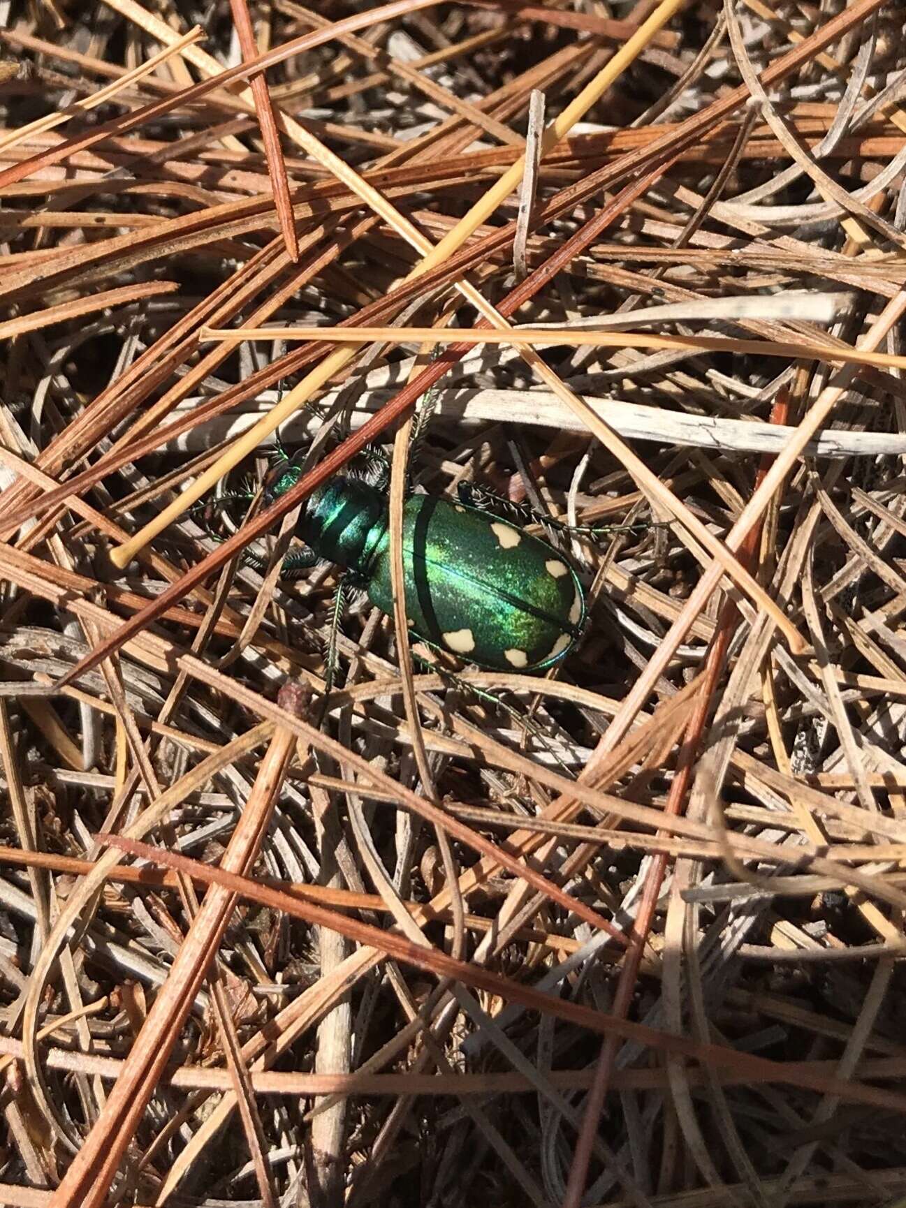 Image of Cicindela (Cicindela) scutellaris rugifrons Dejean 1825