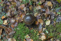 Image of Amanita nigrescens G. Stev. 1962