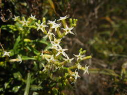 Imagem de Heliotropium messerschmidioides Kuntze