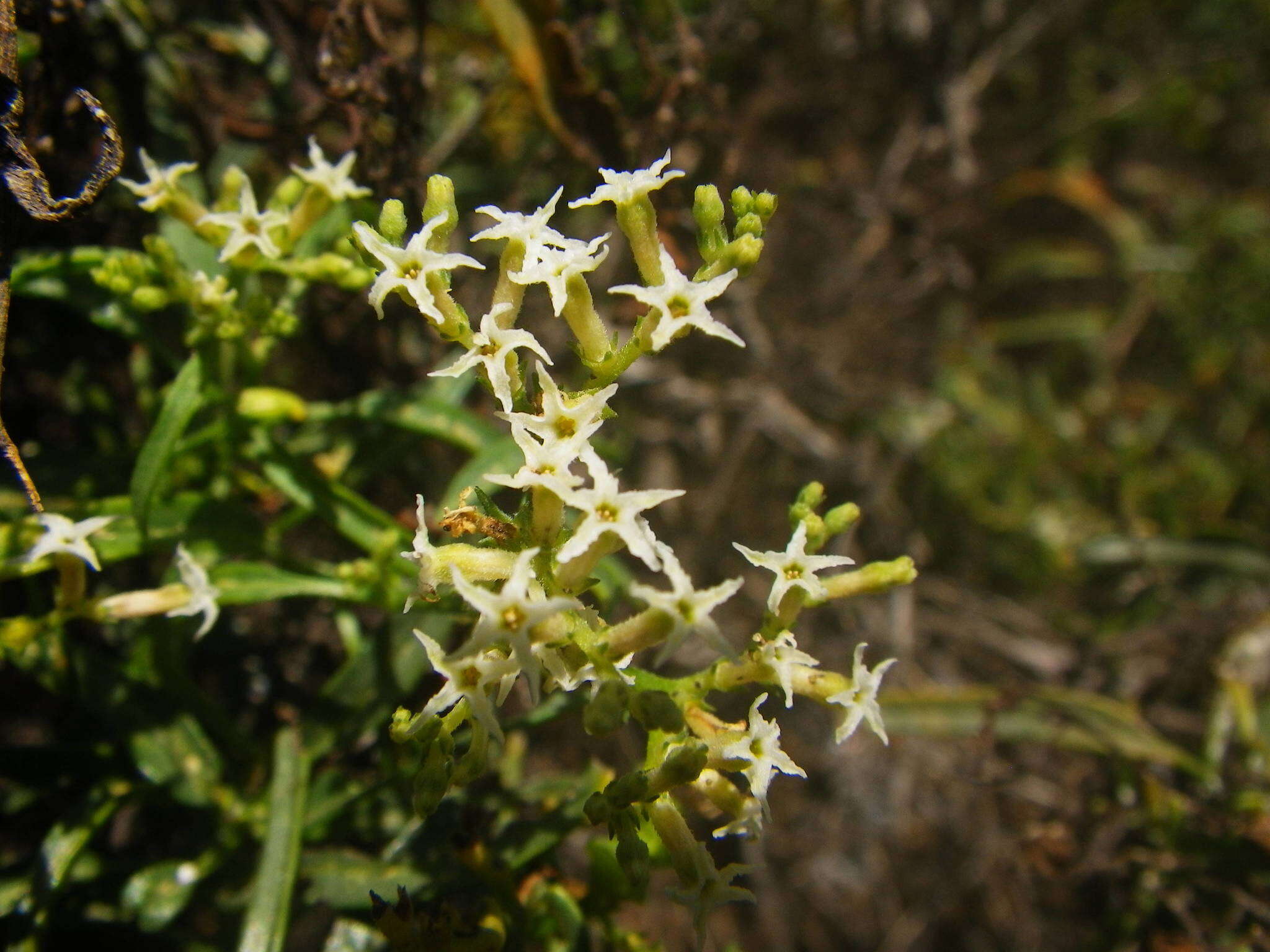 Imagem de Heliotropium messerschmidioides Kuntze