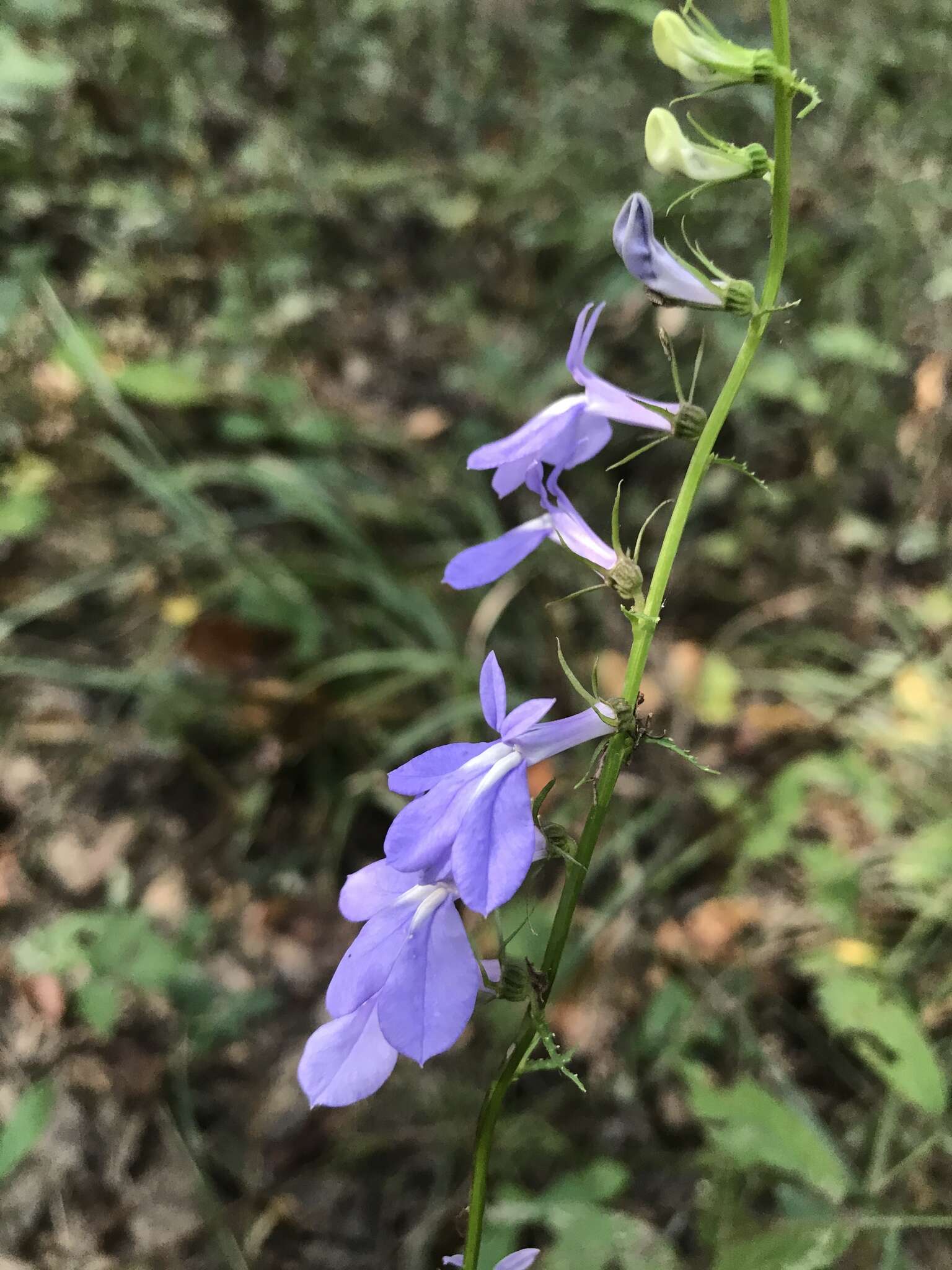 Image de Lobelia georgiana McVaugh