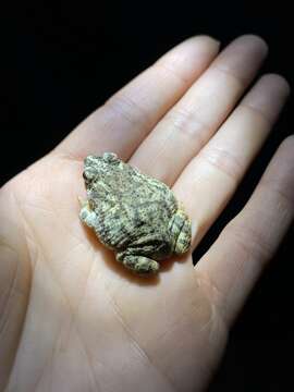 Image of Little Mexican Toad