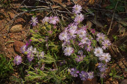 Imagem de Drosanthemum hispifolium (Haw.) Schwant.