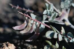 صورة Astragalus albens Greene