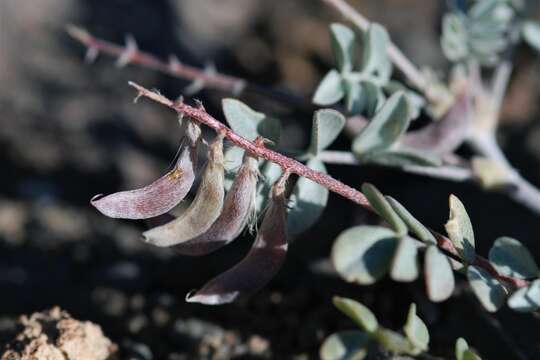 صورة Astragalus albens Greene