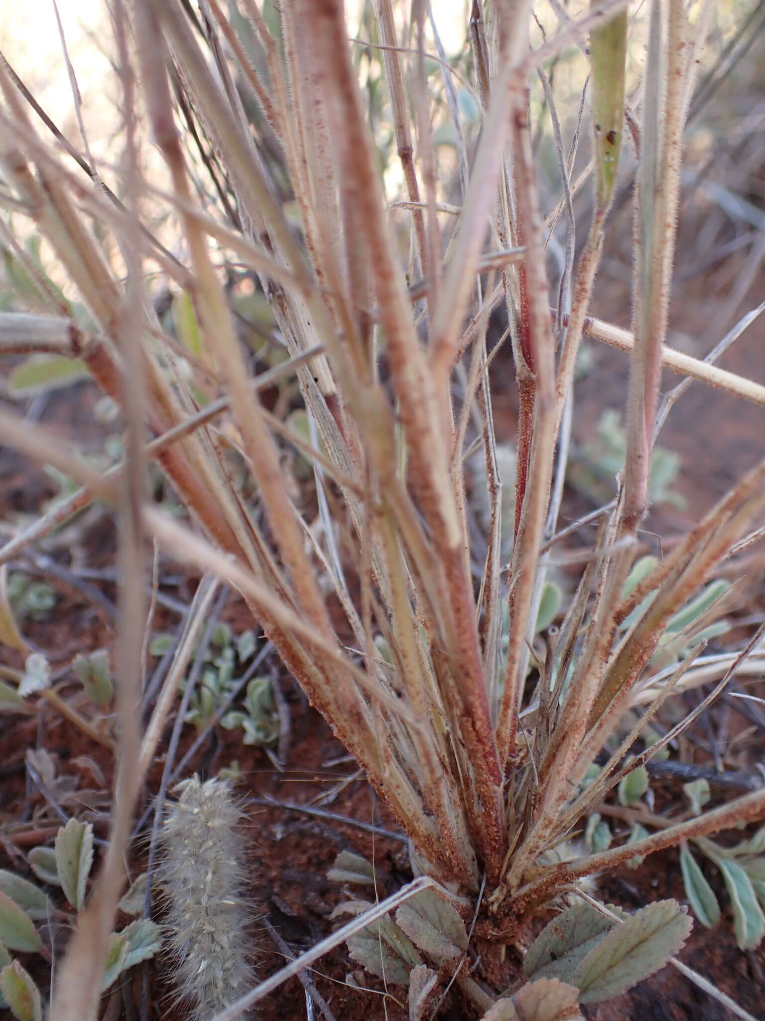 Image of soft feather pappusgrass