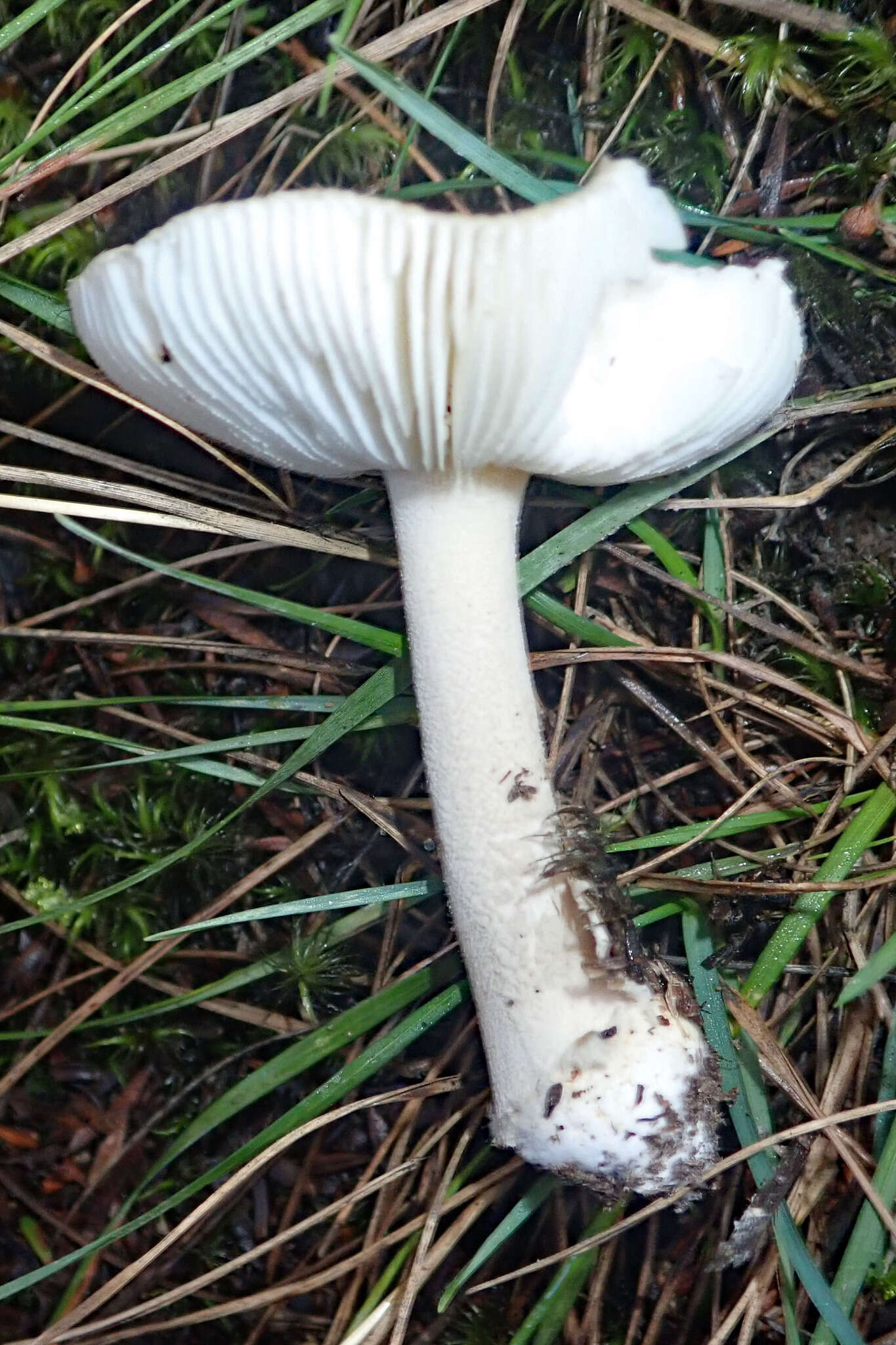 Image of Amanita taiepa G. S. Ridl. 1991