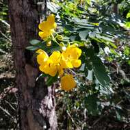 Senna pendula var. glabrata (Vogel) H. S. Irwin & Barneby resmi