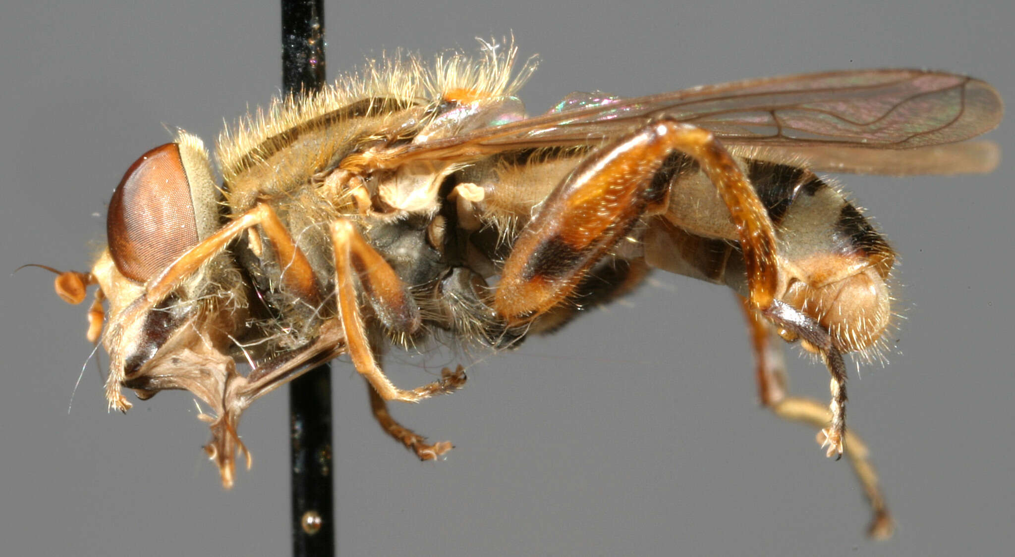 Image of <i>Anasimyia diffusa</i>