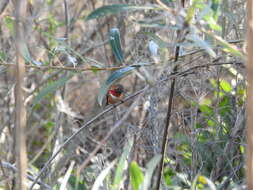 Image of Allen's Hummingbird