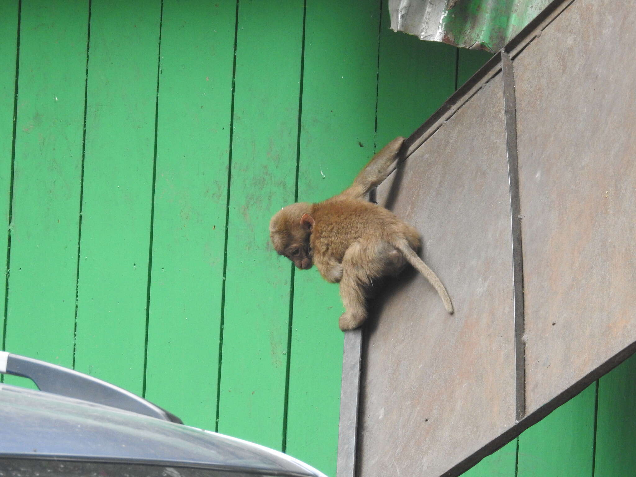 Image of Assam Macaque