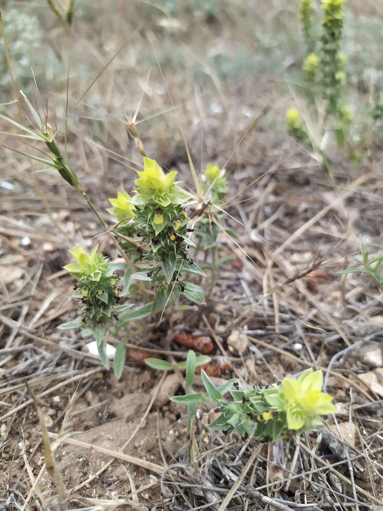 Image of Sideritis montana subsp. montana