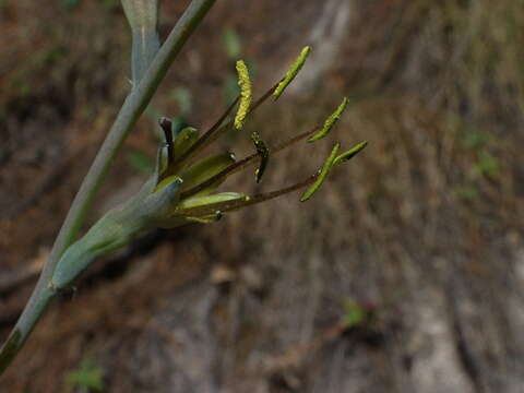 Agave involuta (McVaugh) Thiede & Eggli resmi