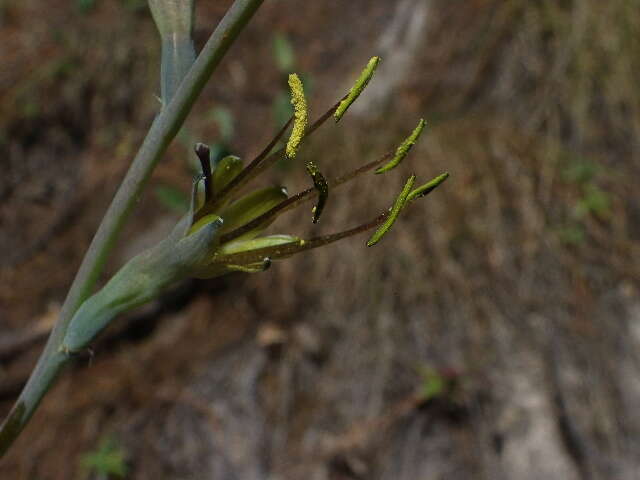 Agave involuta (McVaugh) Thiede & Eggli resmi