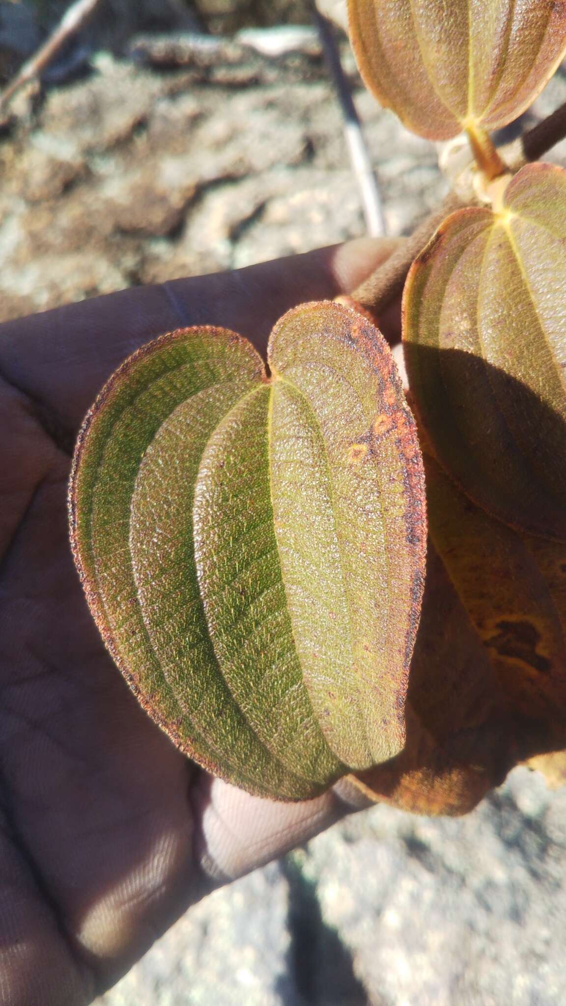 Image of Dionycha bojerii Naud.