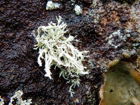 Image of intermediate cartilage lichen