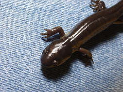 Image of Eastern Tiger Salamander