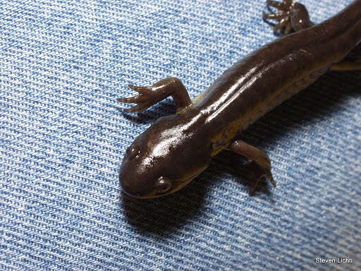 Image of Eastern Tiger Salamander