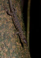 Image of Tropical night lizards