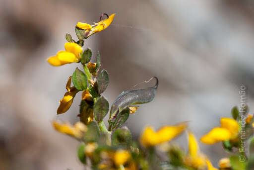 Слика од Genista anglica L.