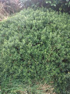 Image of Veronica strictissima (Kirk) Garn.-Jones