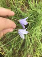 صورة Wahlenbergia undulata (L. fil.) A. DC.