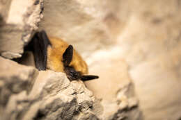 Image of Western Small-footed Myotis