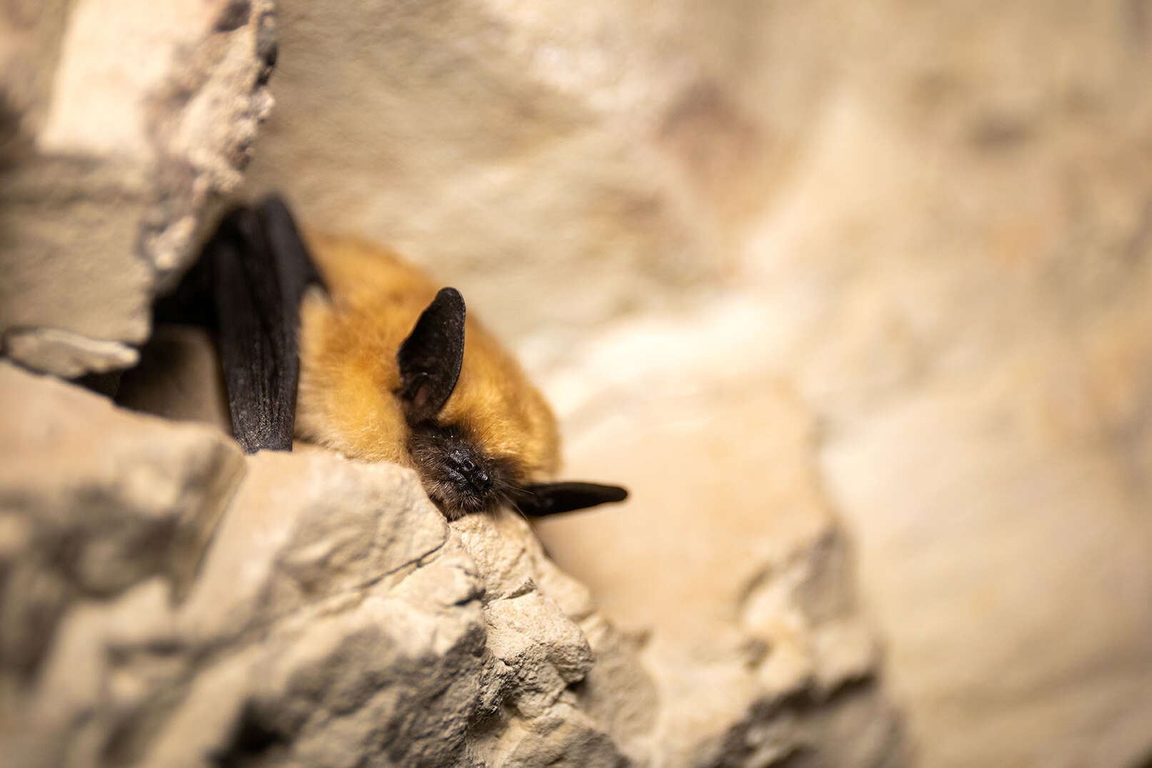 Myotis ciliolabrum (Merriam 1886)的圖片