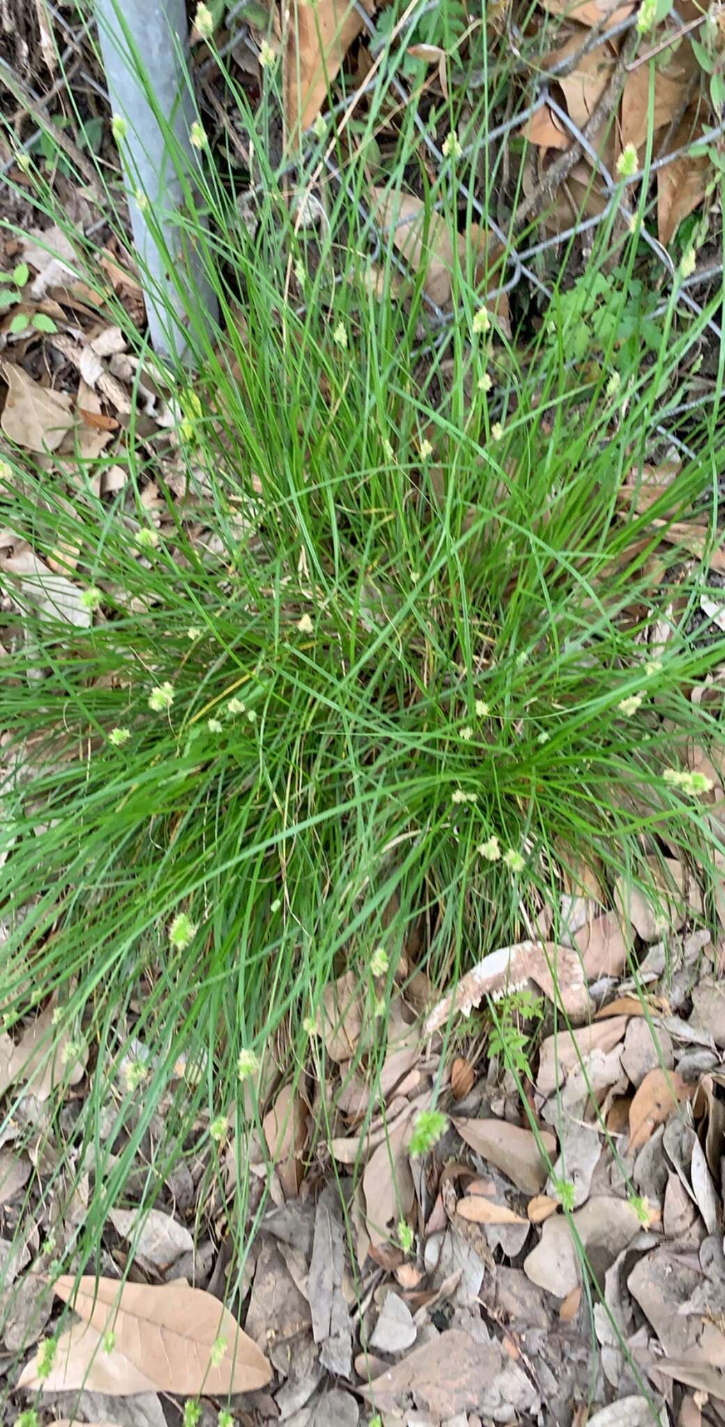 Image of Leavenworth's sedge