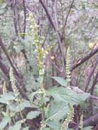 Image of Agastache micrantha var. micrantha