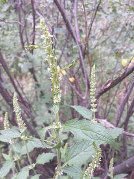 Image of white giant hyssop