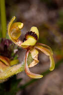 Caladenia bryceana subsp. bryceana的圖片