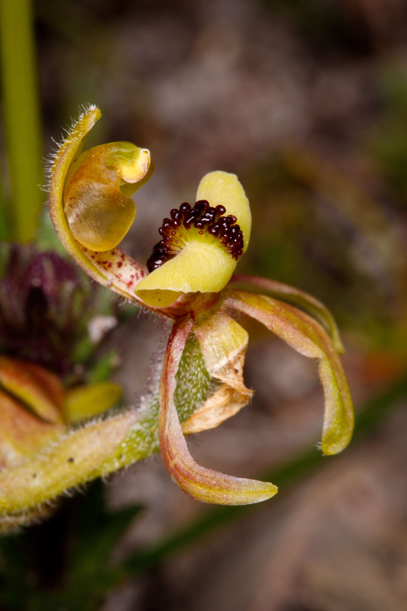 Caladenia bryceana subsp. bryceana的圖片