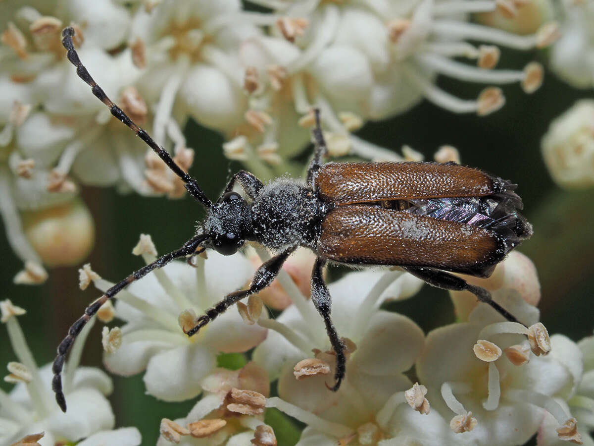 Image of Paracorymbia maculicornis (Degeer 1775)