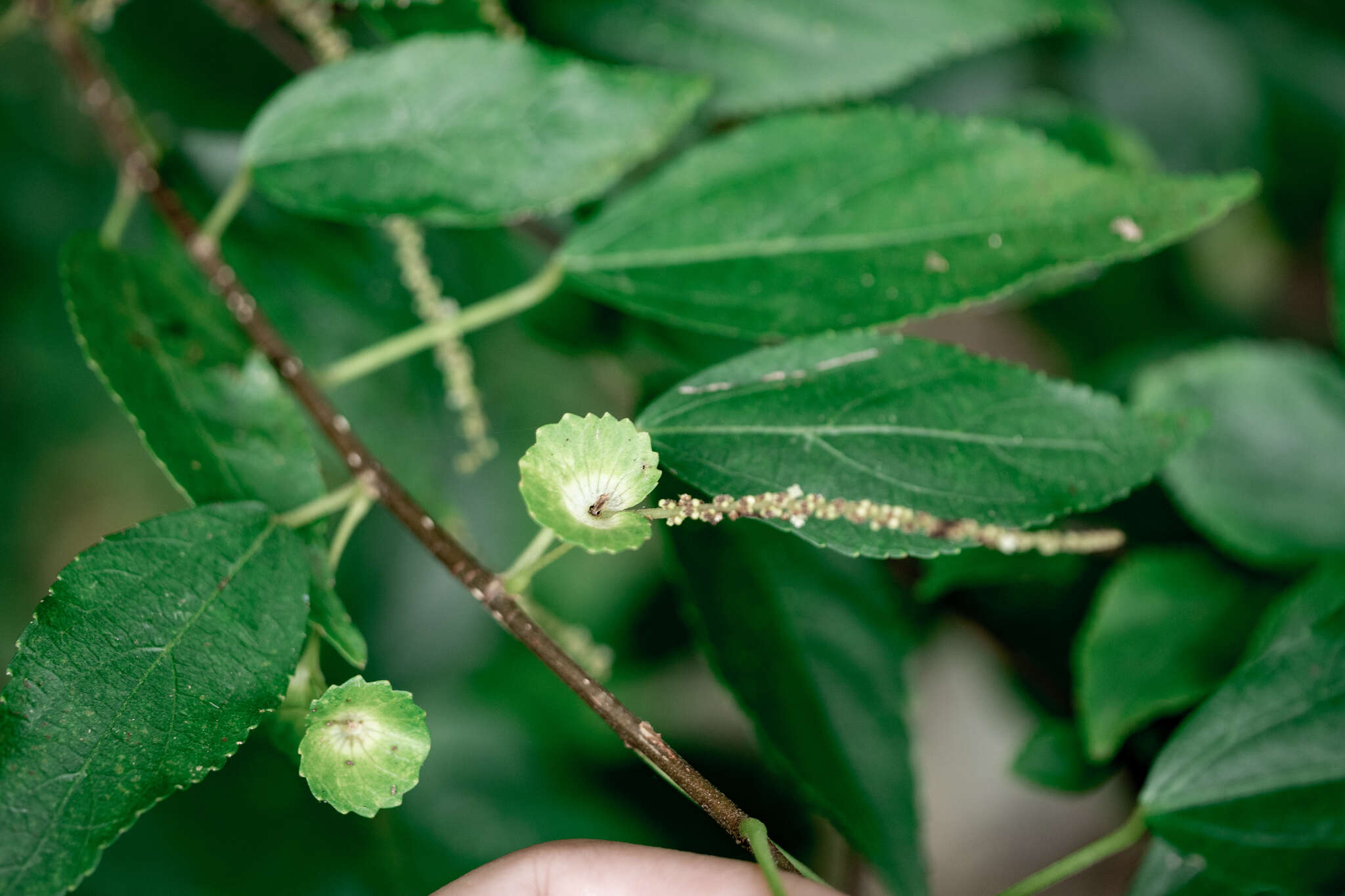 Imagem de Acalypha matsudae Hayata