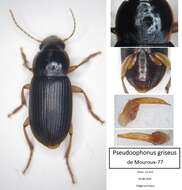 Imagem de Harpalus (Pseudoophonus) griseus (Panzer 1796)