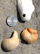 Image of common northern moonsnail